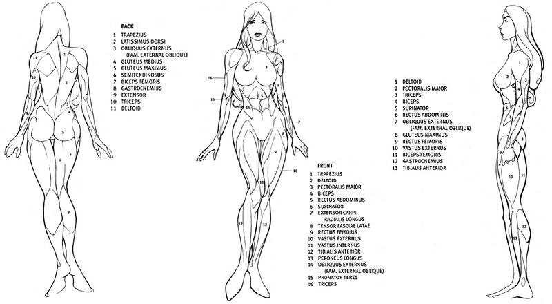 File:Muscular forms female.jpg