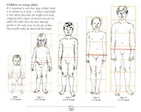 Child proportions.jpg
