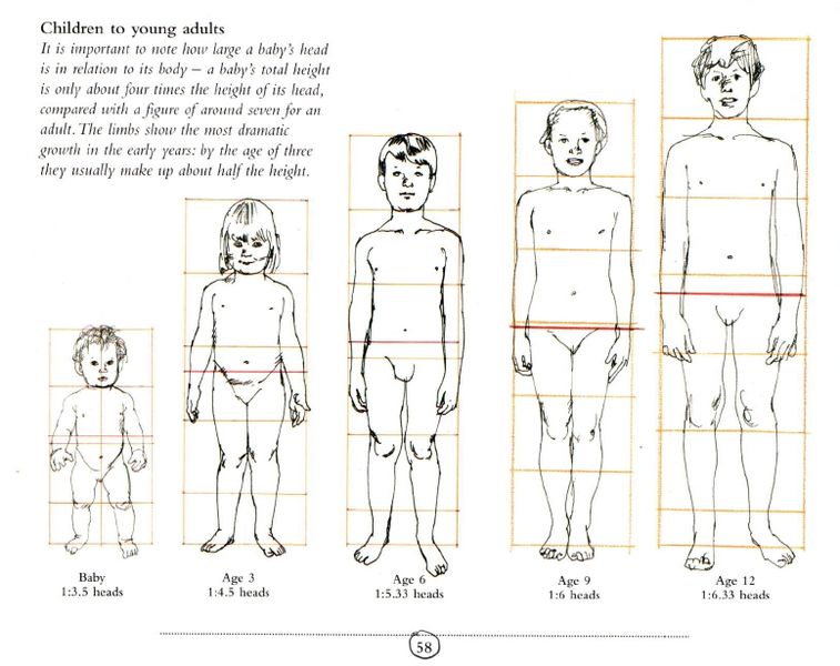 File:Child proportions.jpg