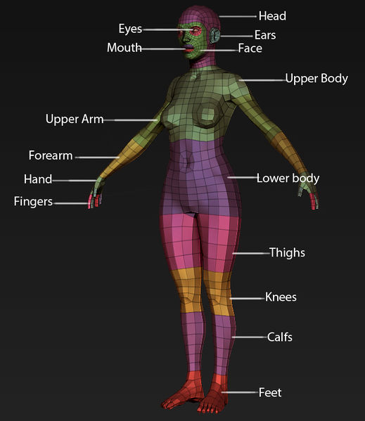 File:Basemesh loops 4.jpg