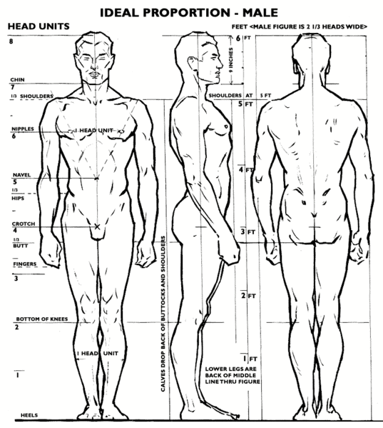 File:Ideal proportions male.gif